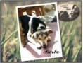 Berta, cachorra de 10 meses busca hogar.